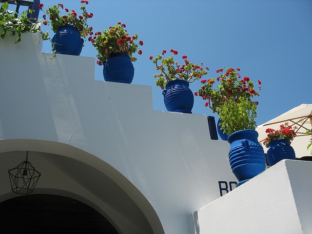 pelargonie